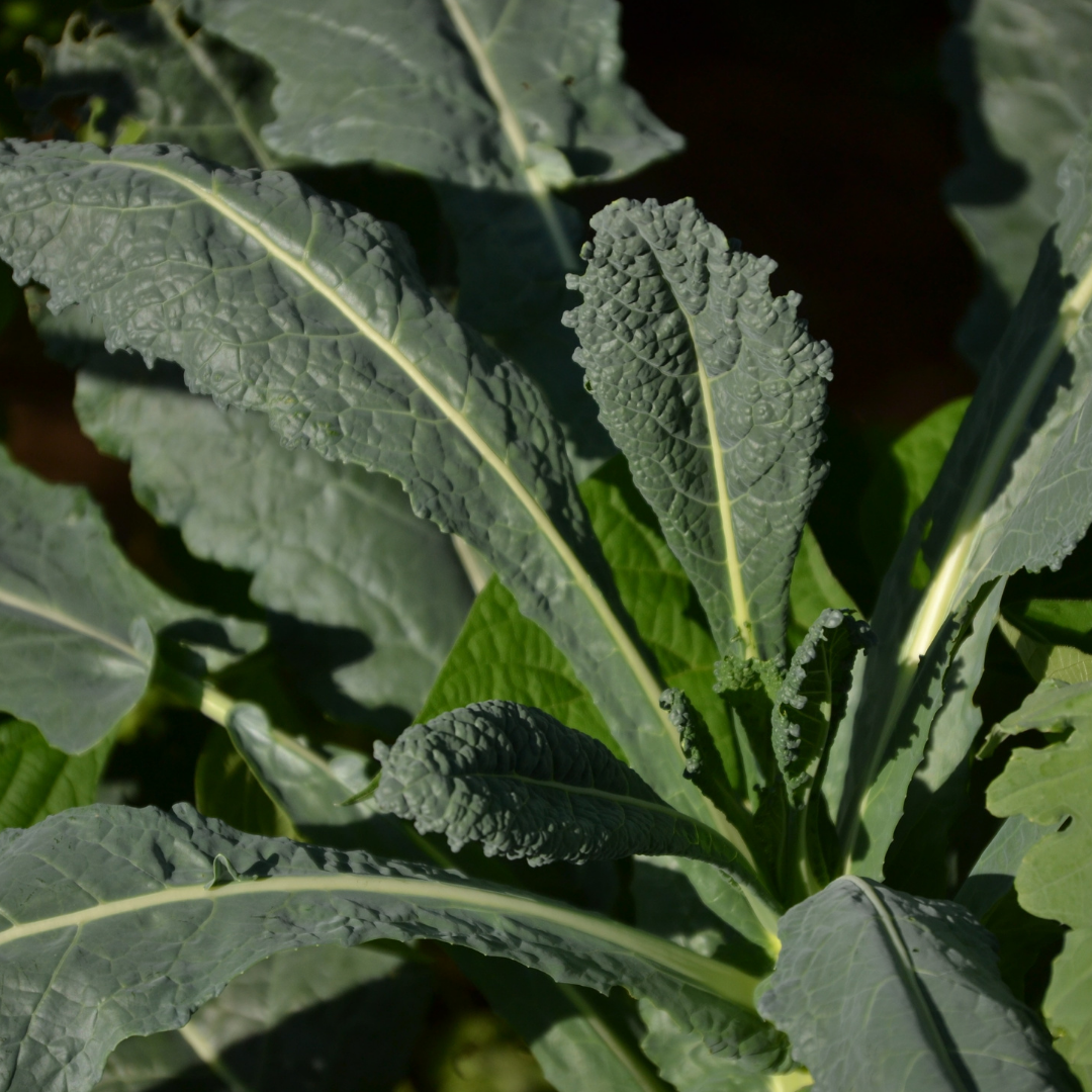 Spring Seedlings: Herbs & Greens